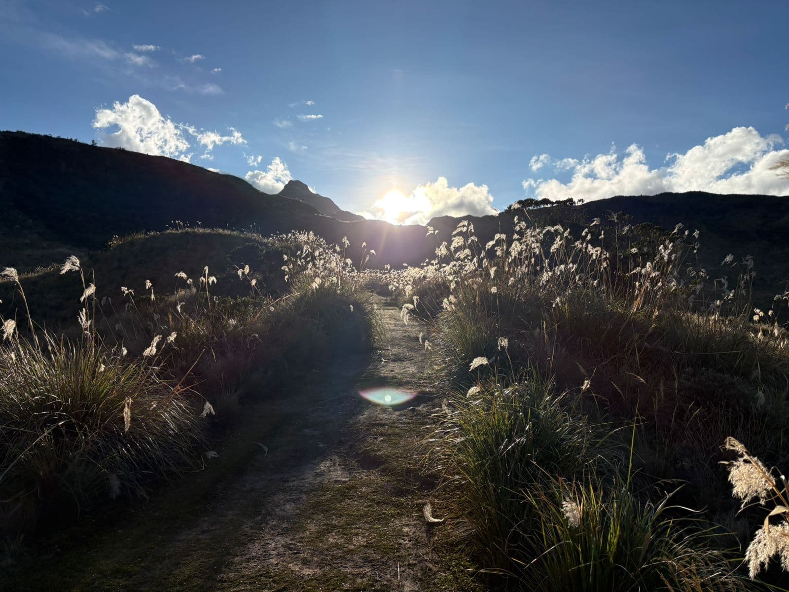 Sunlit path through pampas grass in the Ecuadorian highlands