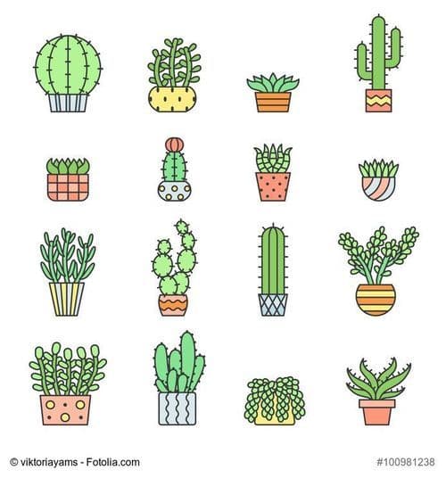 Cactus