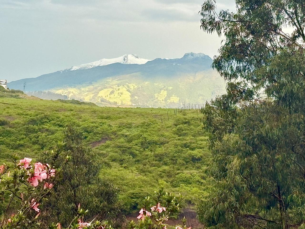 Pink flowers with snowy Andean peak in the background