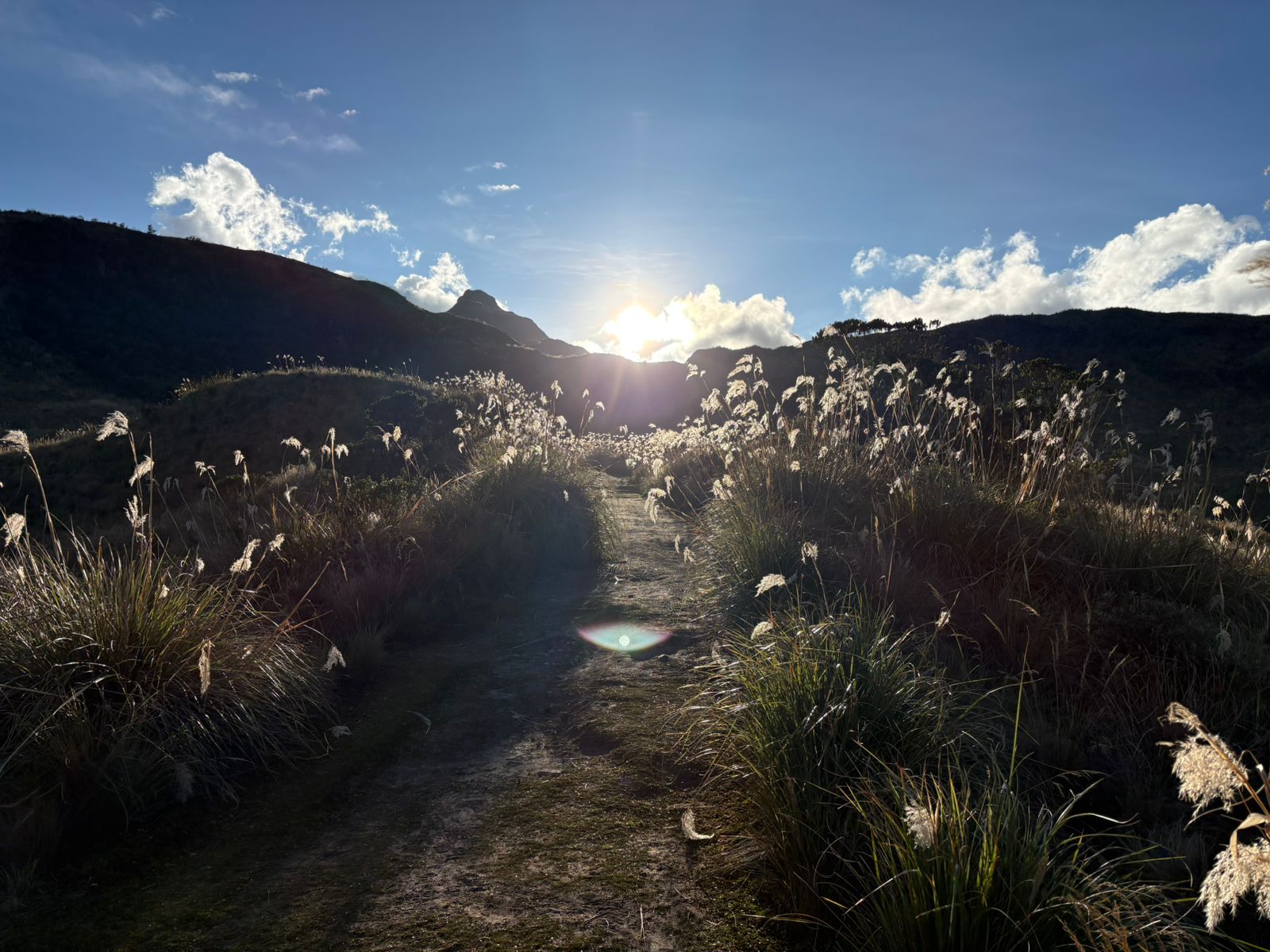 Sunlit path through pampas grass in the Ecuadorian highlands